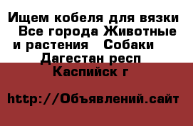 Ищем кобеля для вязки - Все города Животные и растения » Собаки   . Дагестан респ.,Каспийск г.